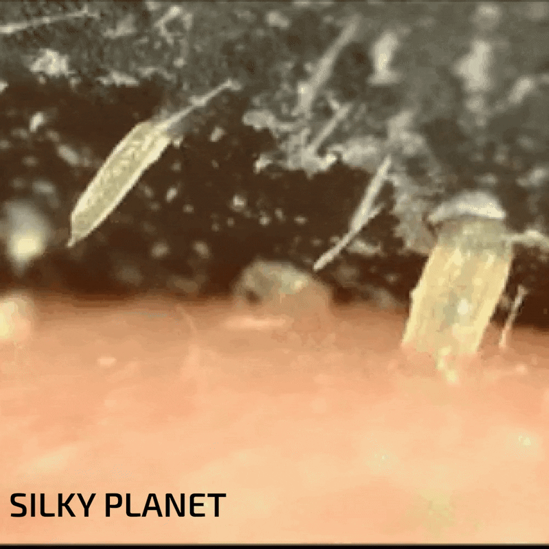 SilkyPlanet mee-eter neusstrips – snelle en effectieve oplossing voor zwarte puntjes